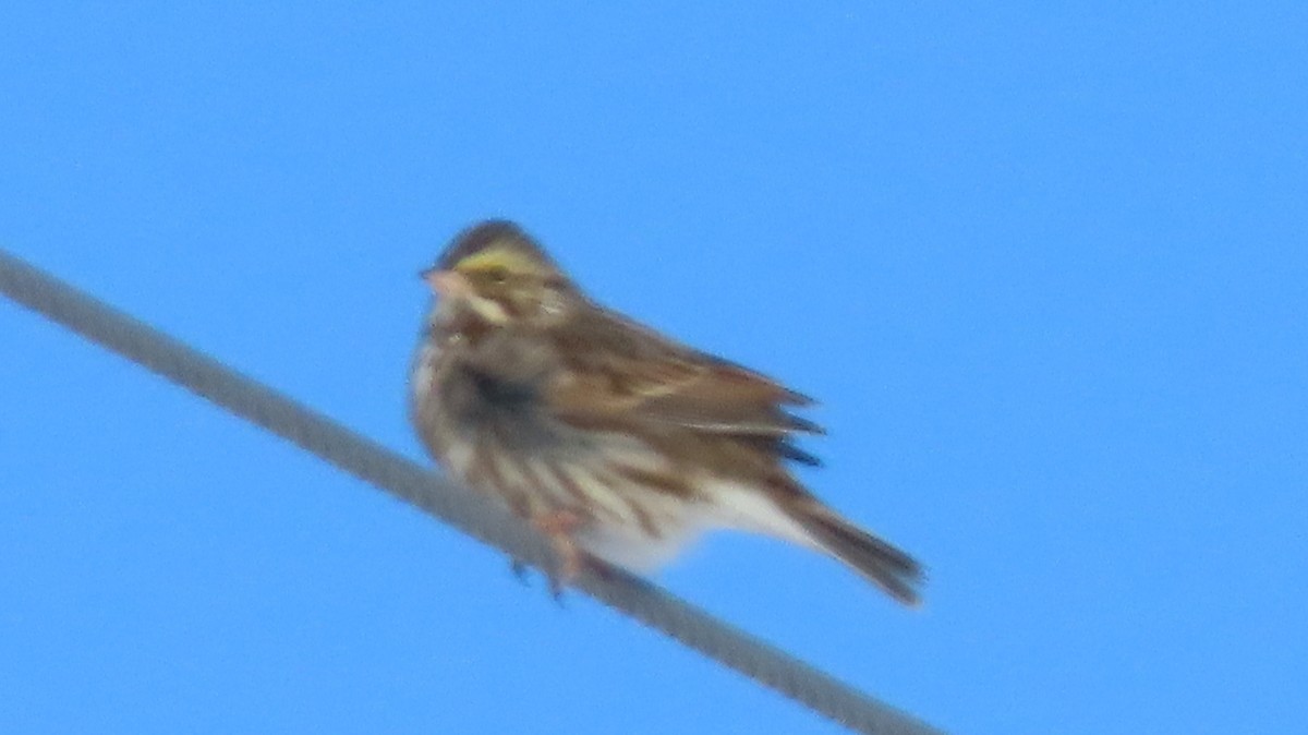 Savannah Sparrow - ML647124593