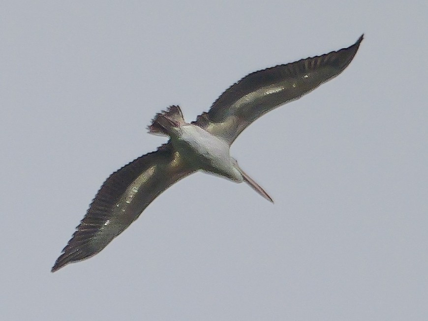 Pelícano Oriental - ML647124594