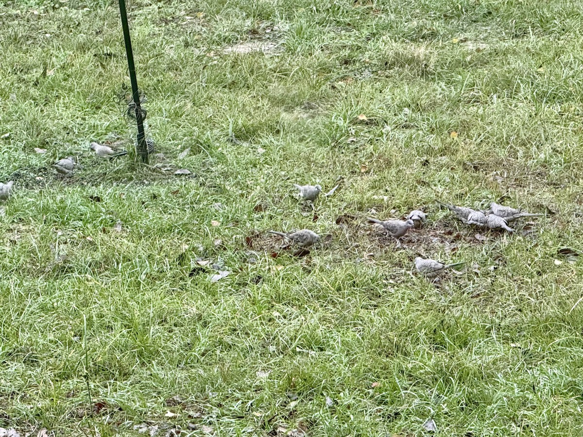 Inca Dove - ML647124595