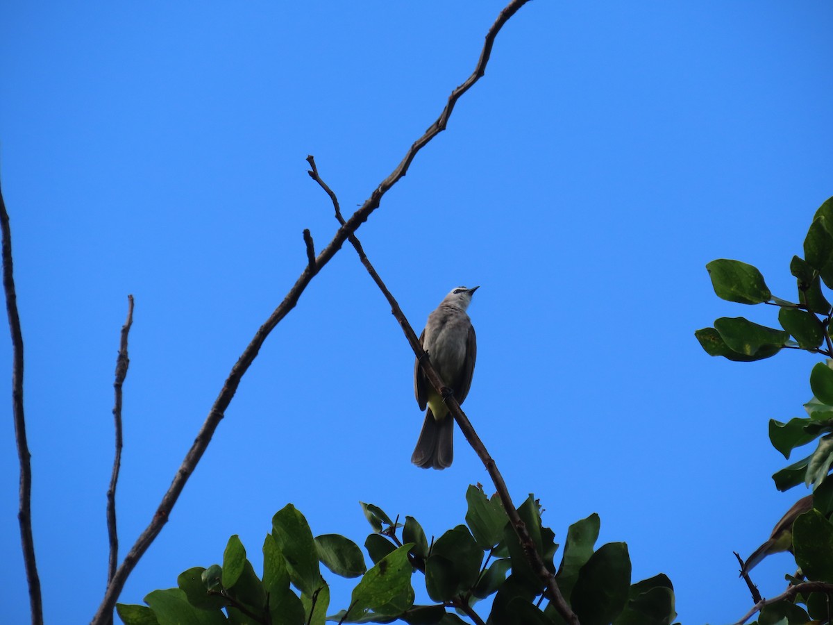 Бюльбюль широкобровий - ML647124597