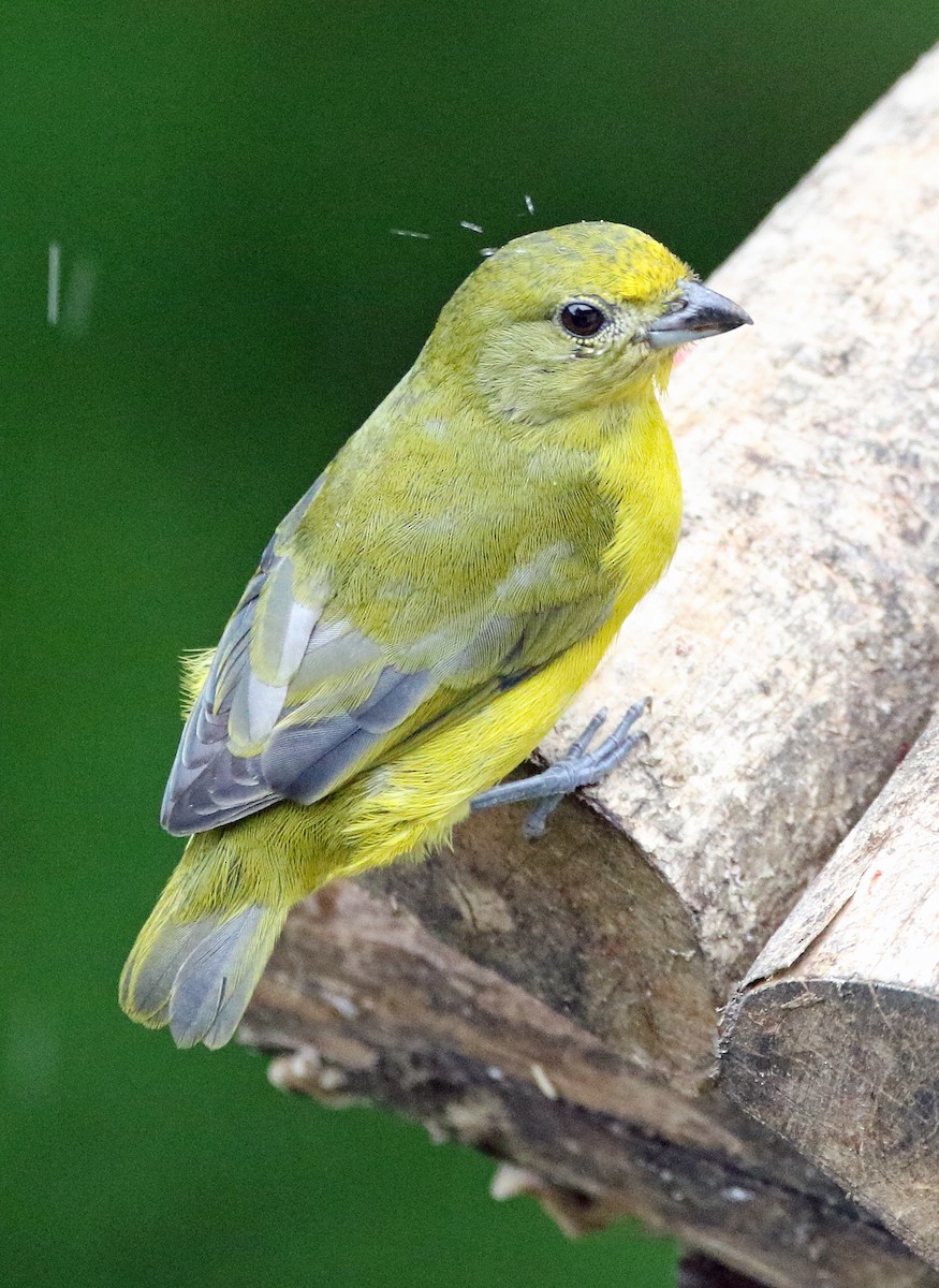 Фиолетовая эуфония - ML647124599