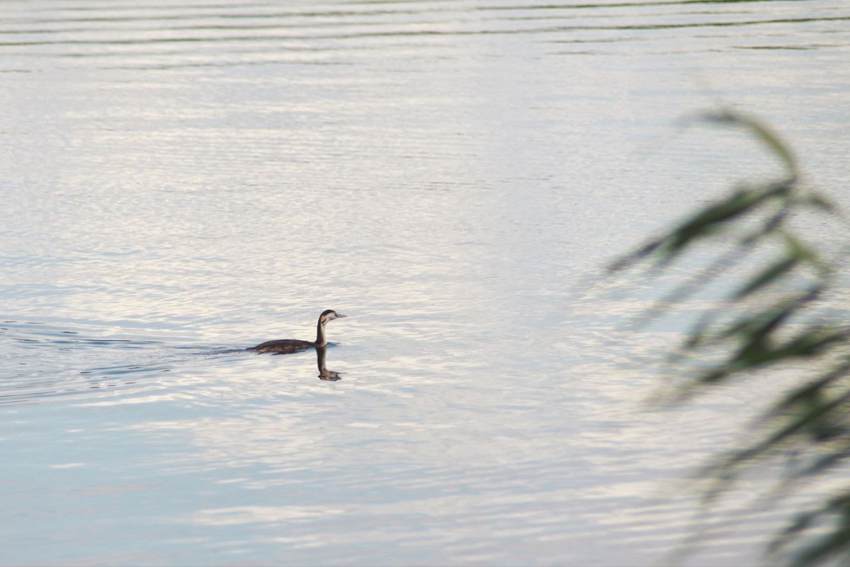 Haubentaucher - ML647124600