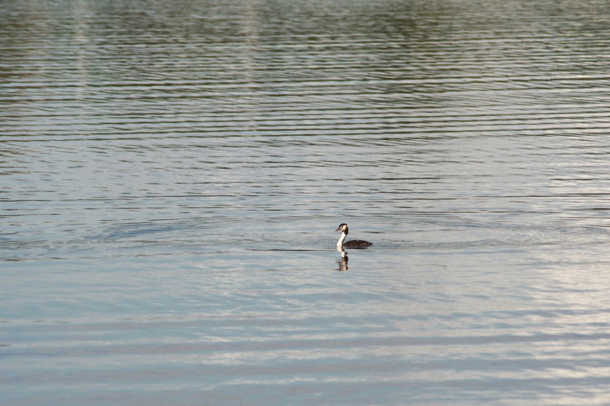 Haubentaucher - ML647124601