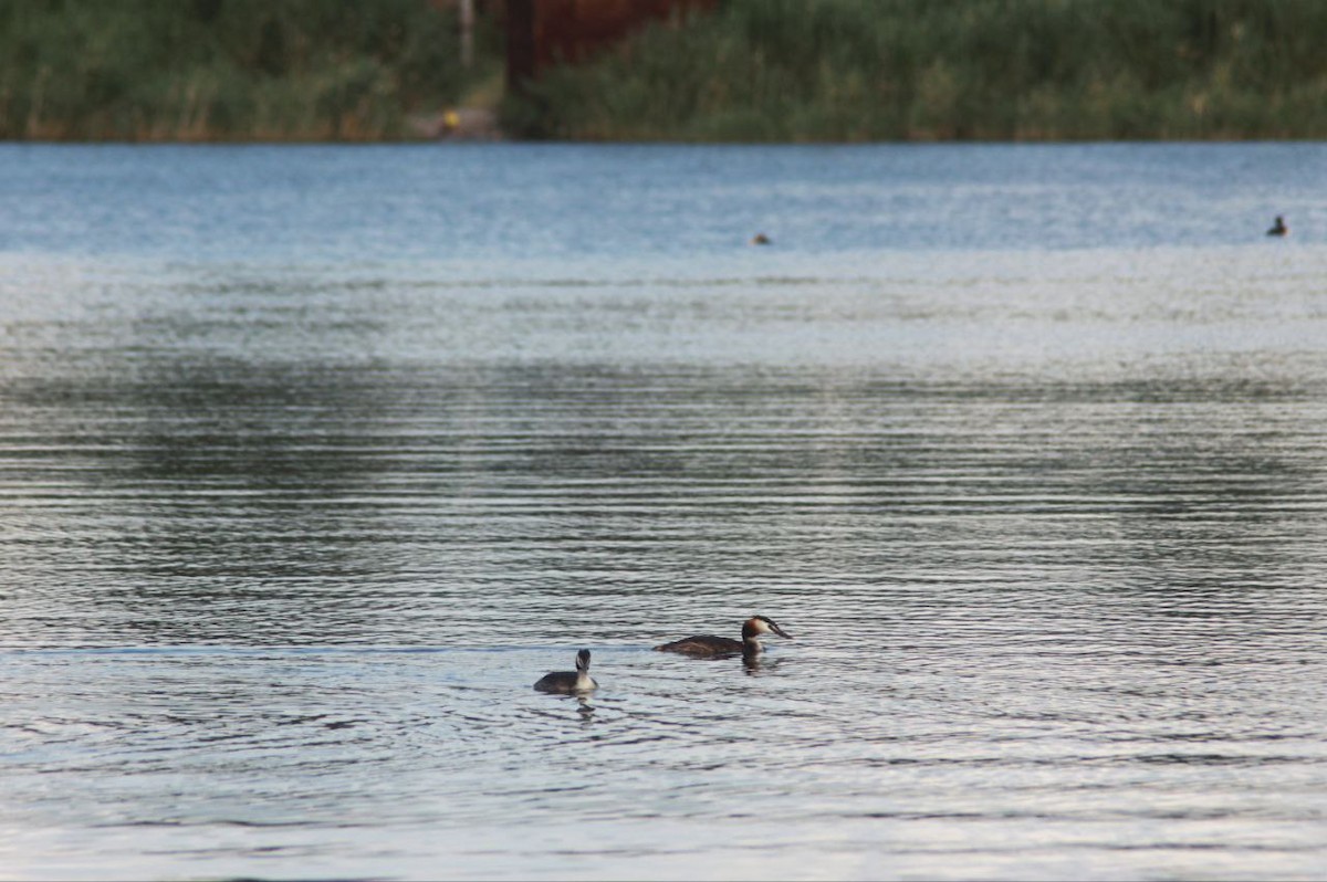 Haubentaucher - ML647124602