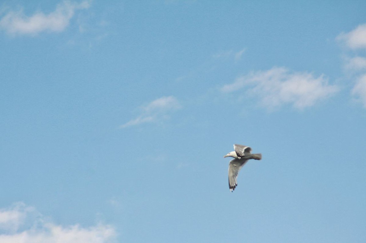 Steppenmöwe - ML647124604