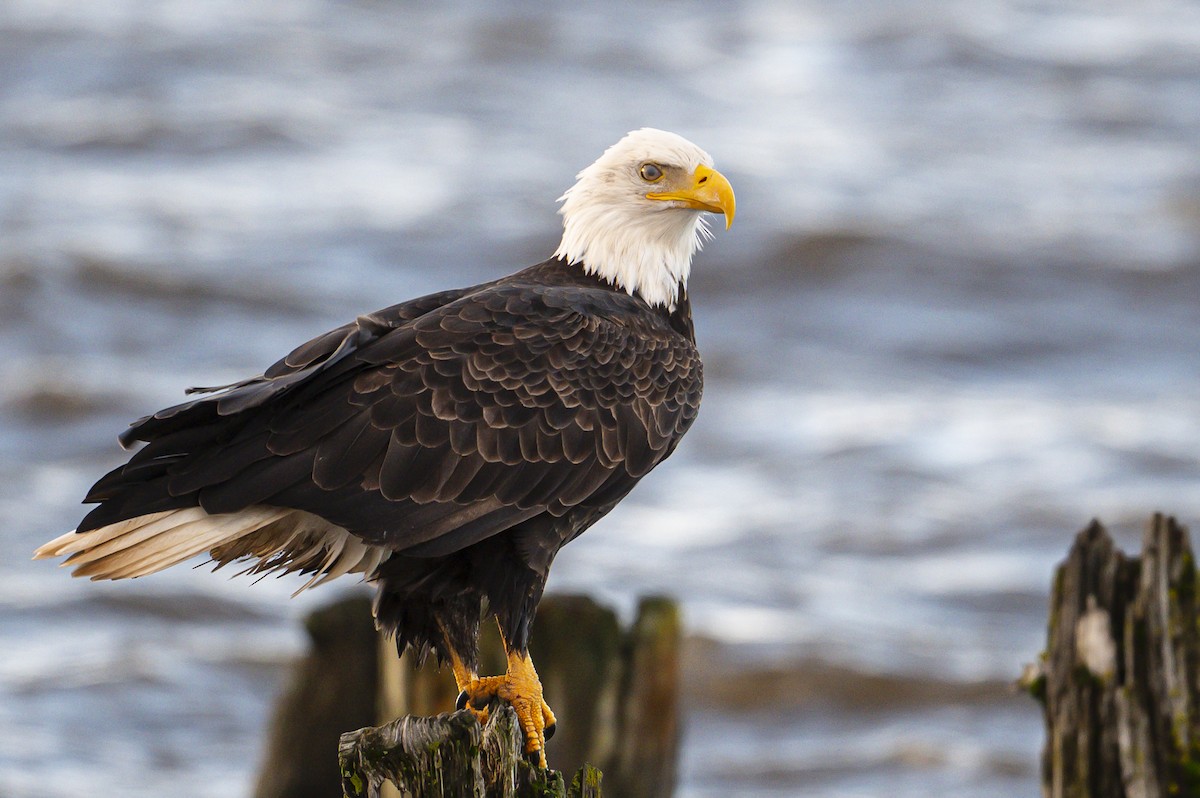 Bald Eagle - ML647124609