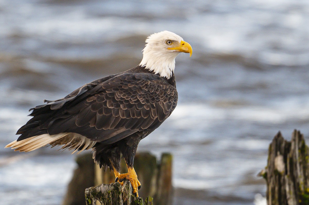Bald Eagle - ML647124610