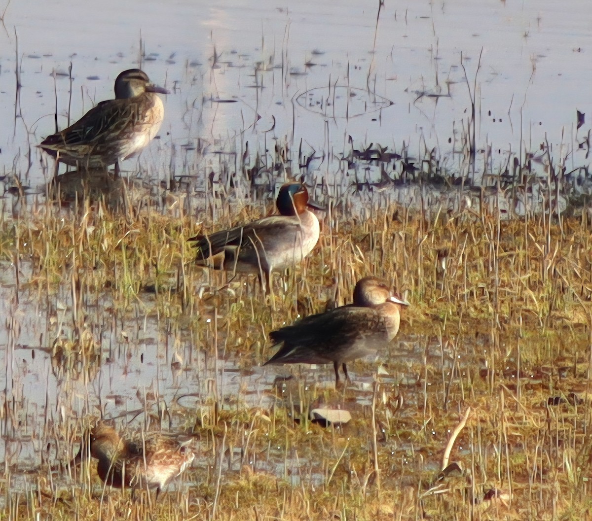 Green-winged Teal - ML647124615