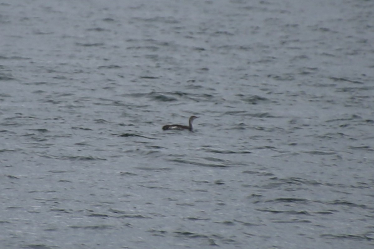 Sterntaucher - ML647124616