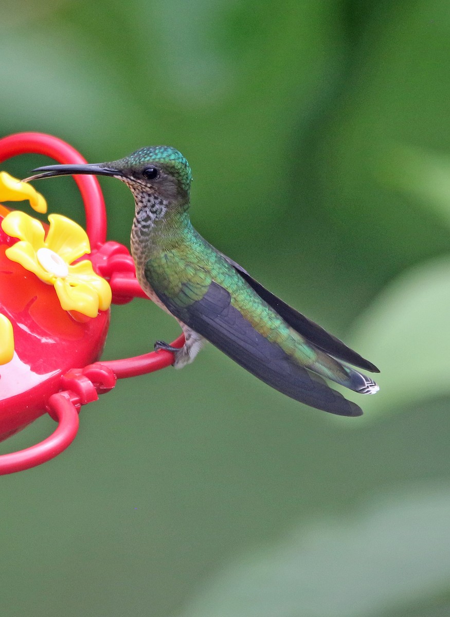White-necked Jacobin - ML647124624