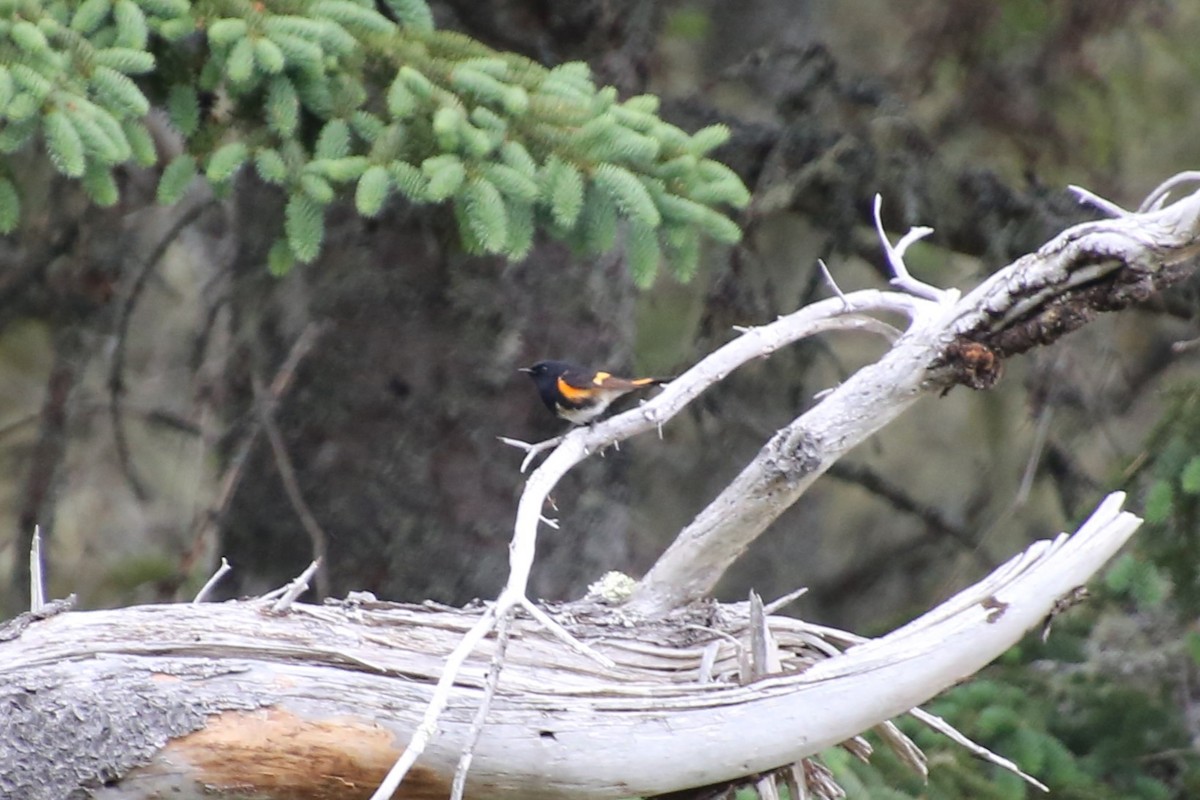 Горихвостковая древесница - ML647124626