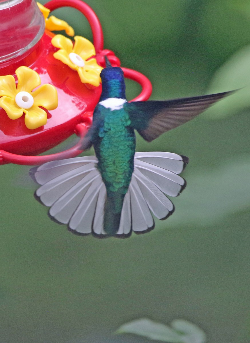White-necked Jacobin - ML647124627