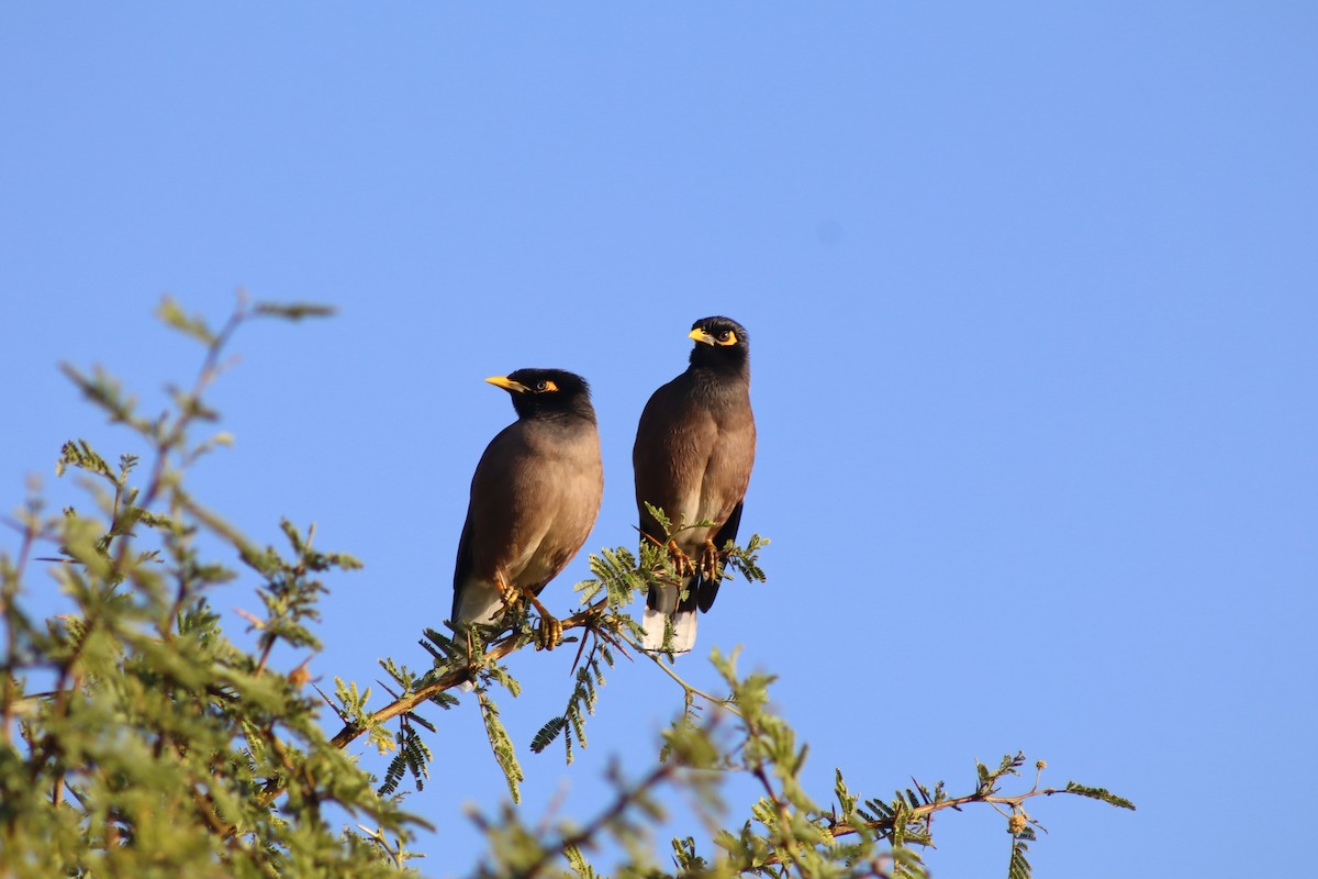 Common Myna - ML647124628