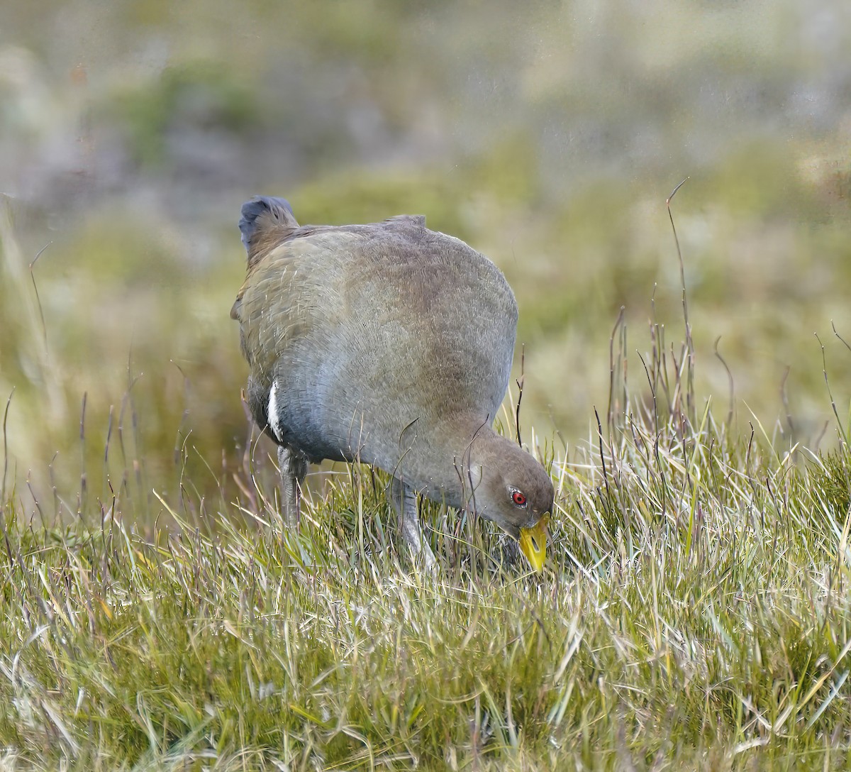 Tasmanian Nativehen - ML647124630