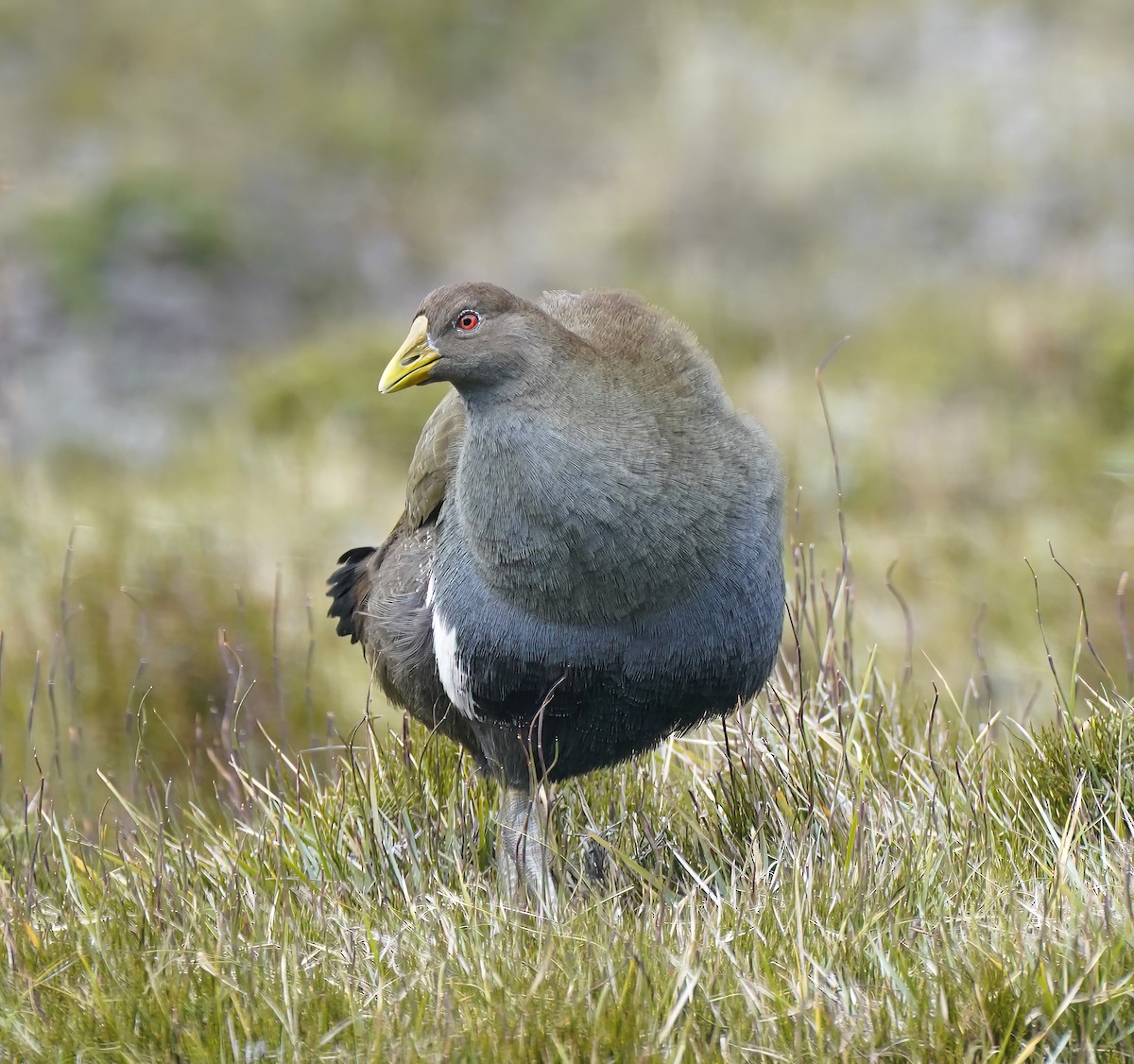 Tasmanian Nativehen - ML647124631