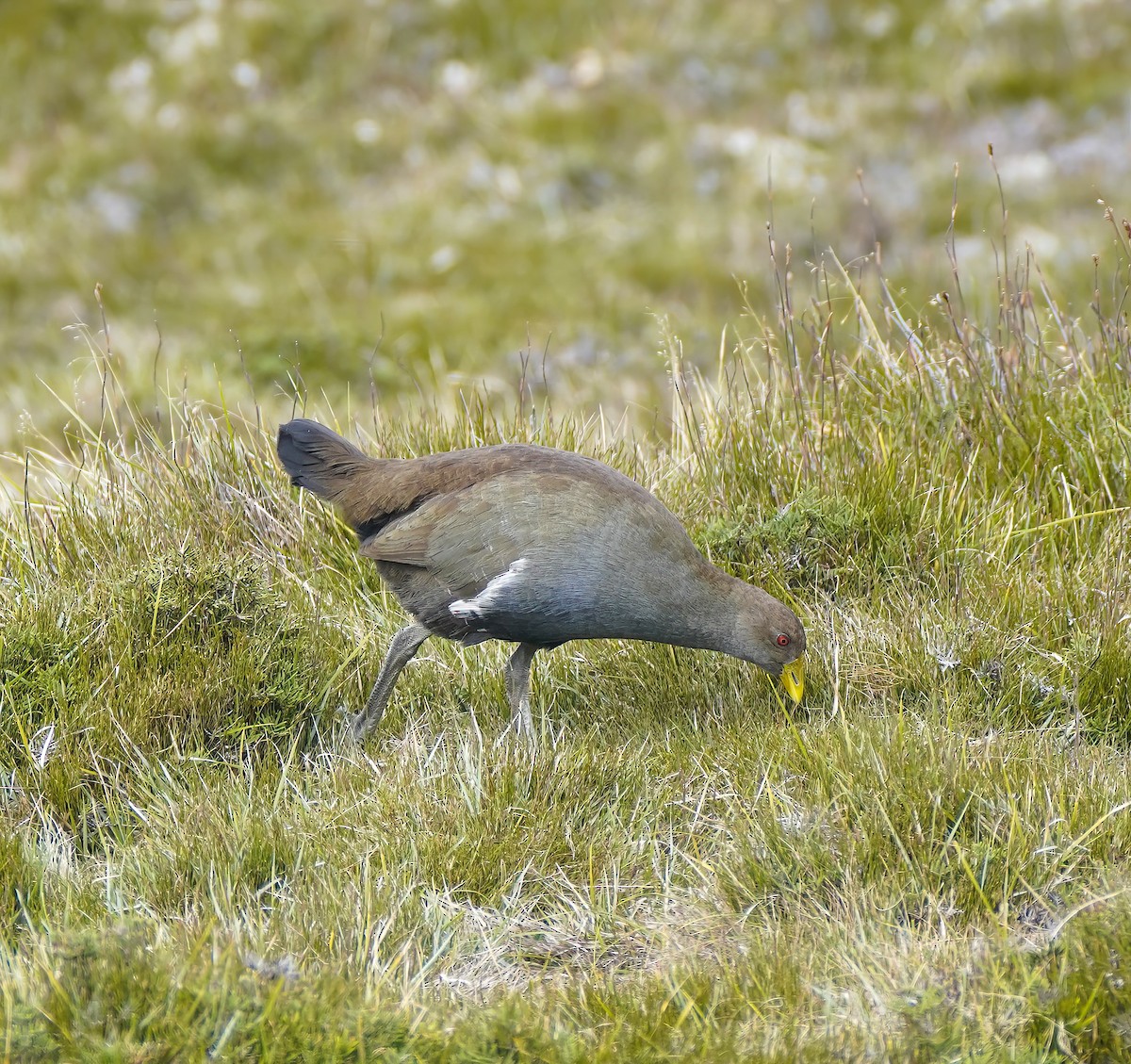 Tasmanian Nativehen - ML647124632