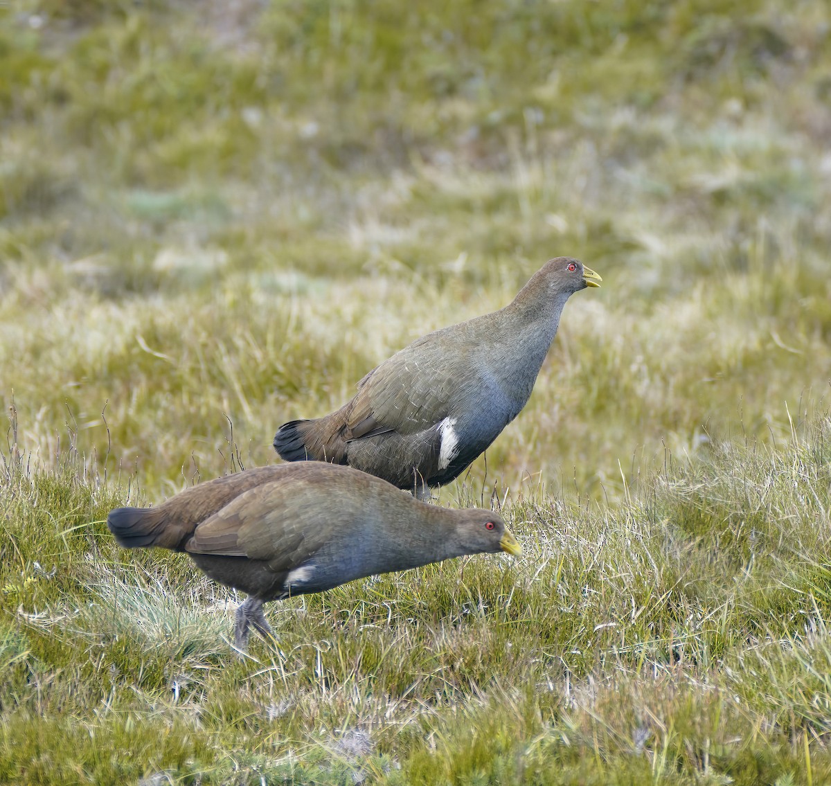 Tasmanian Nativehen - ML647124633