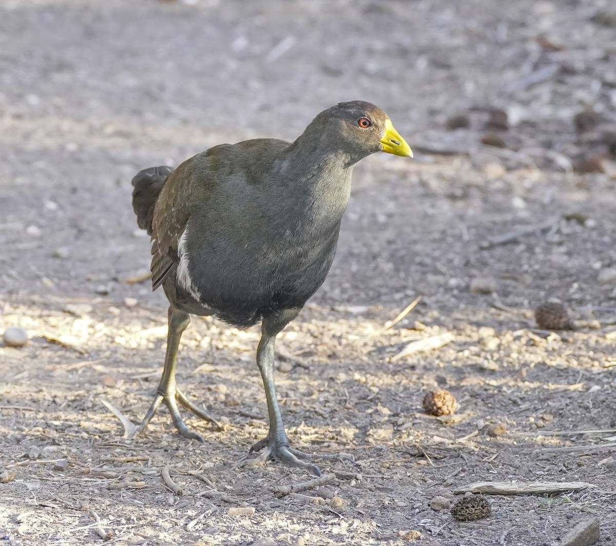 Tasmanian Nativehen - ML647124634