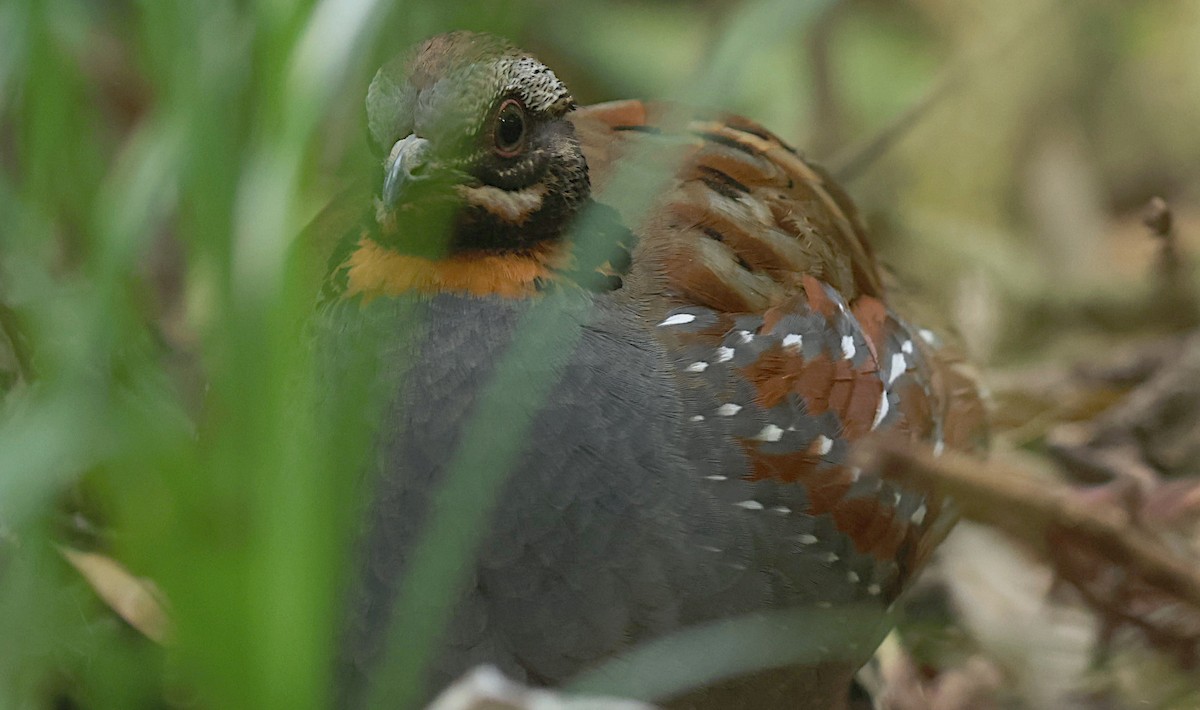 Rufous-throated Partridge - ML647124636