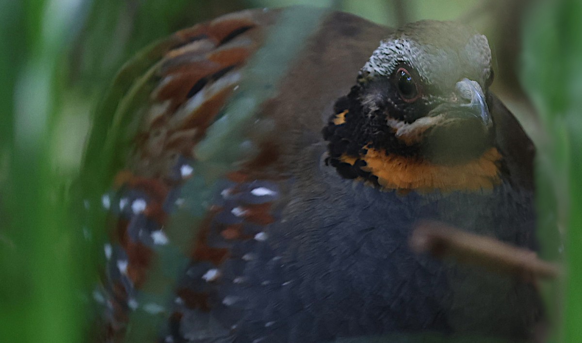 Rufous-throated Partridge - ML647124637