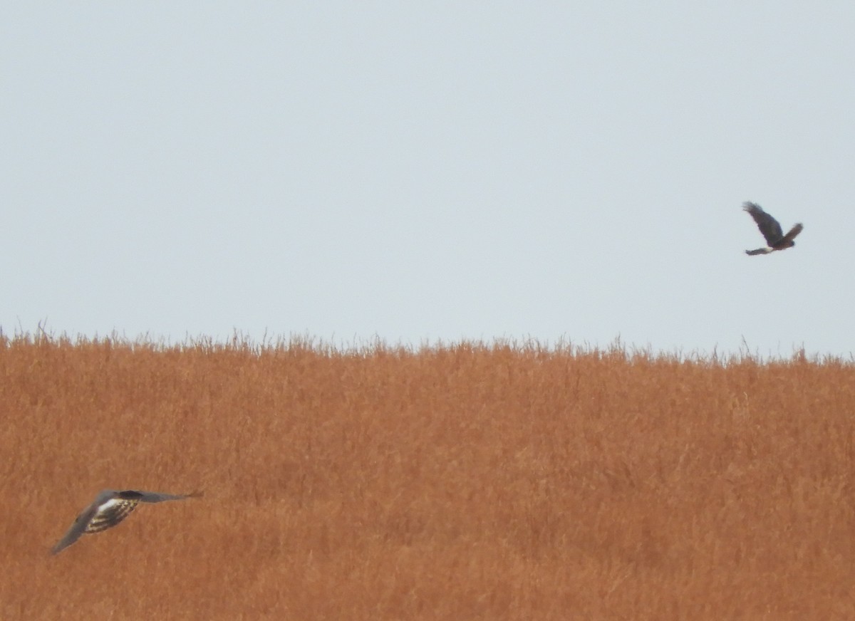 Amerika Delicesi - ML647124638