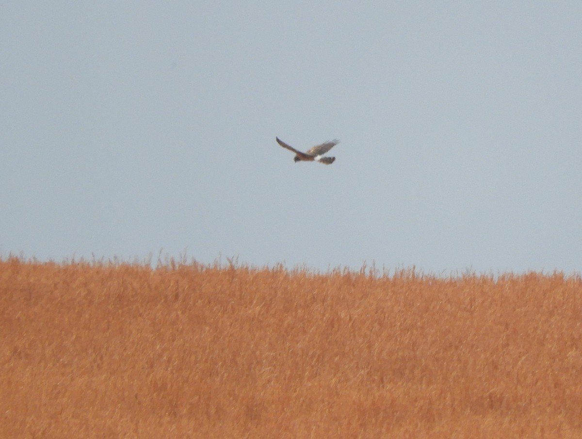 Amerika Delicesi - ML647124639