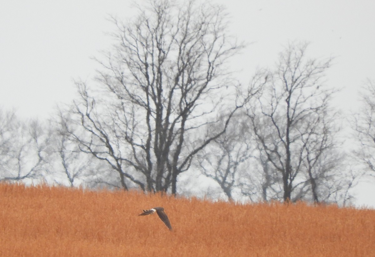 Amerika Delicesi - ML647124640