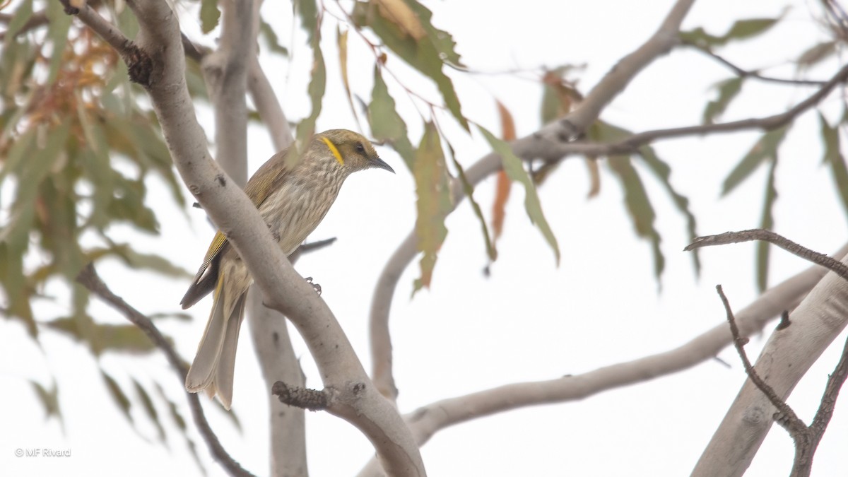 medosavka žíhaná - ML647124641