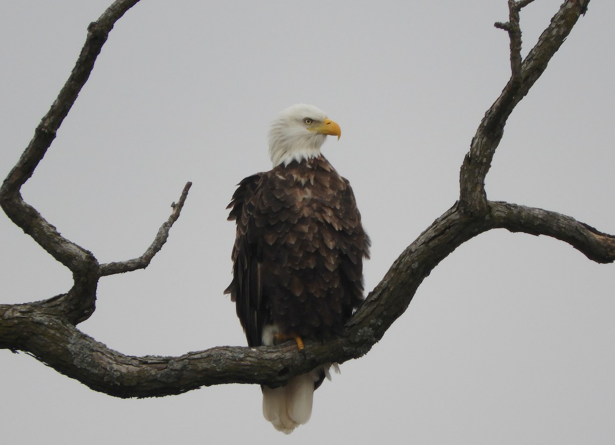 Ak Başlı Kartal - ML647124647