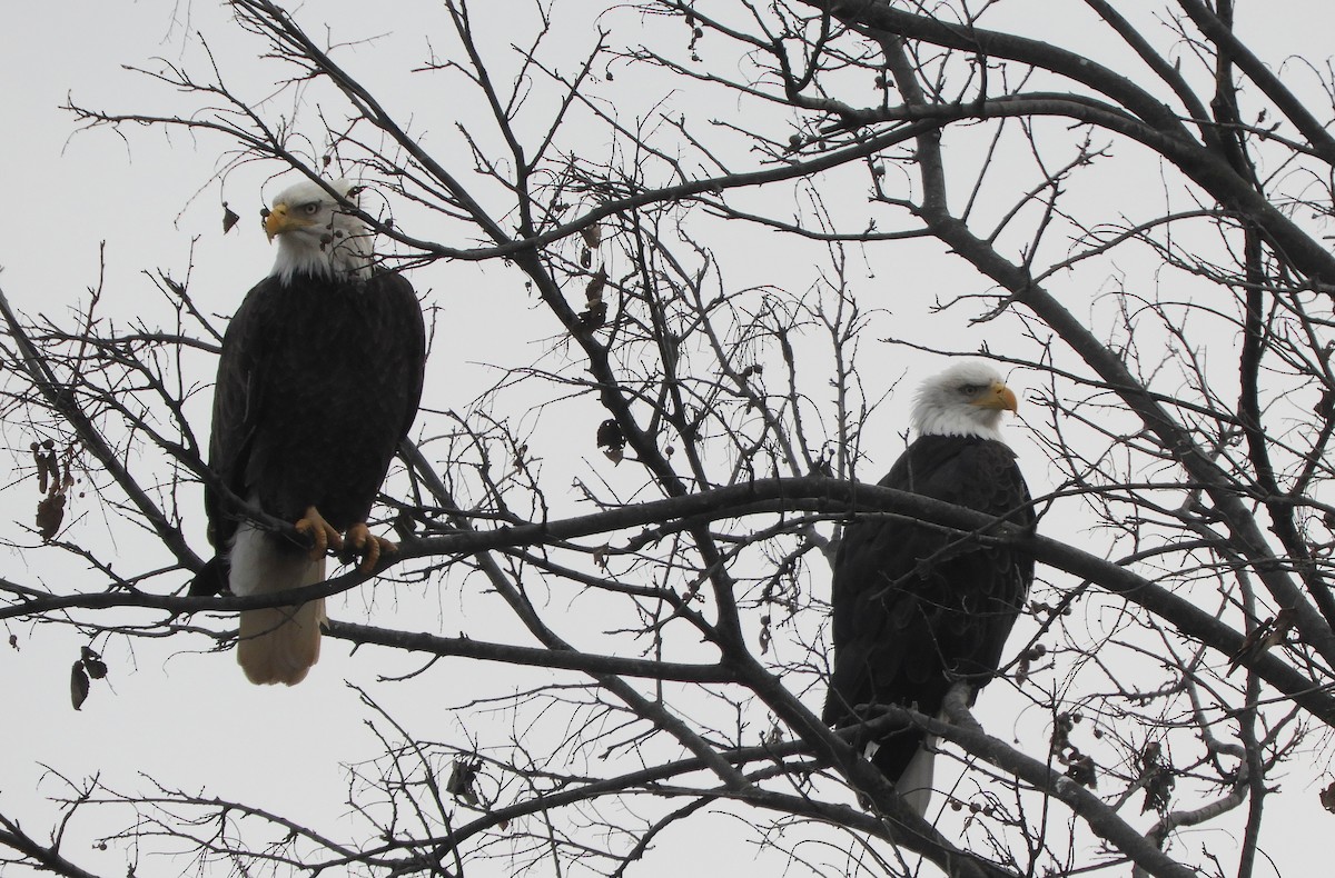 Ak Başlı Kartal - ML647124648