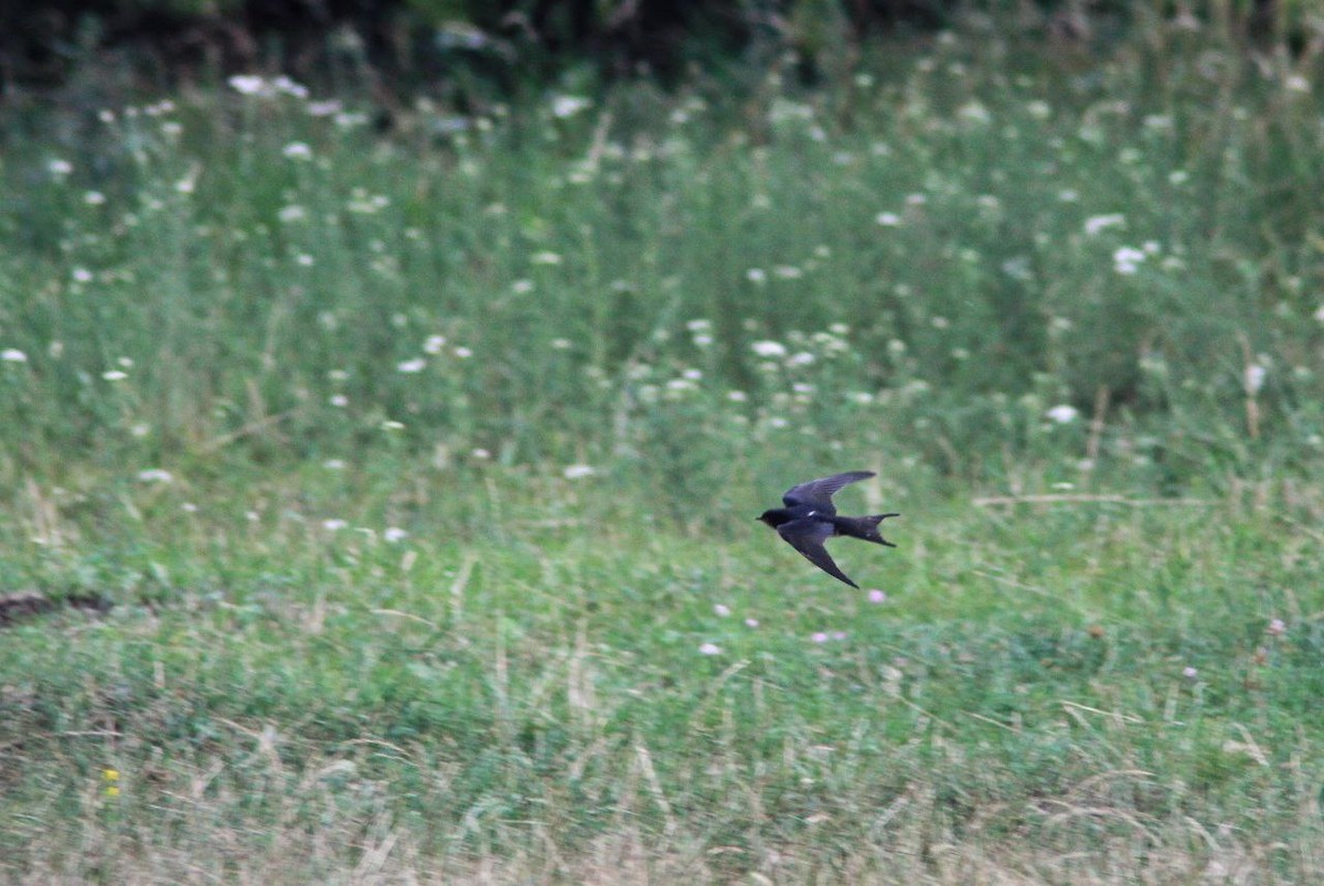 Rauchschwalbe - ML647124653