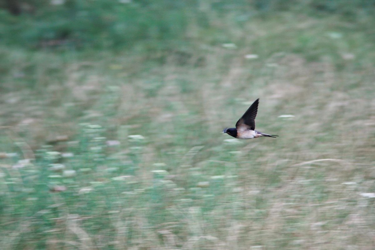 Rauchschwalbe - ML647124654