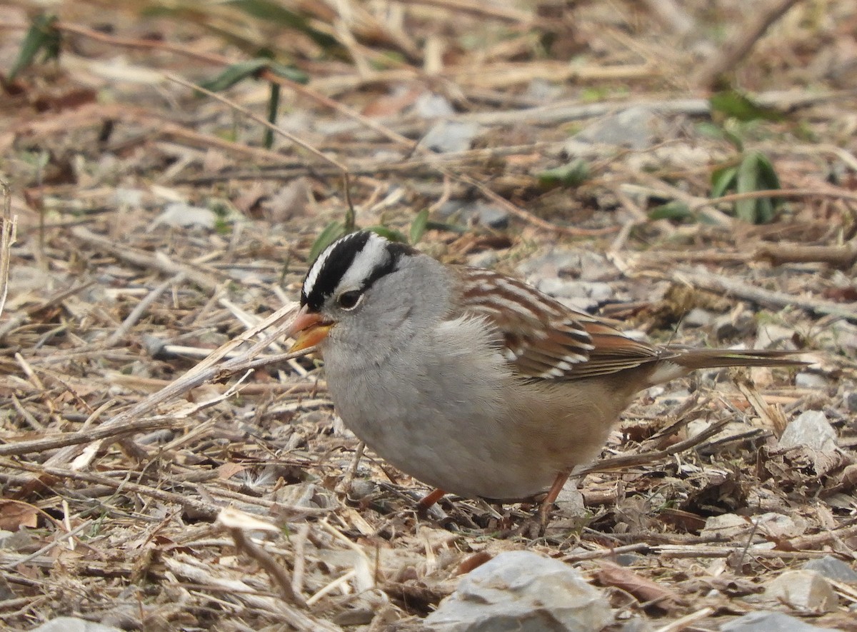 Porsuk Serçesi - ML647124674