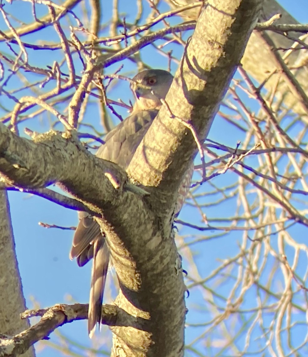 Cooper's Hawk - ML647124679