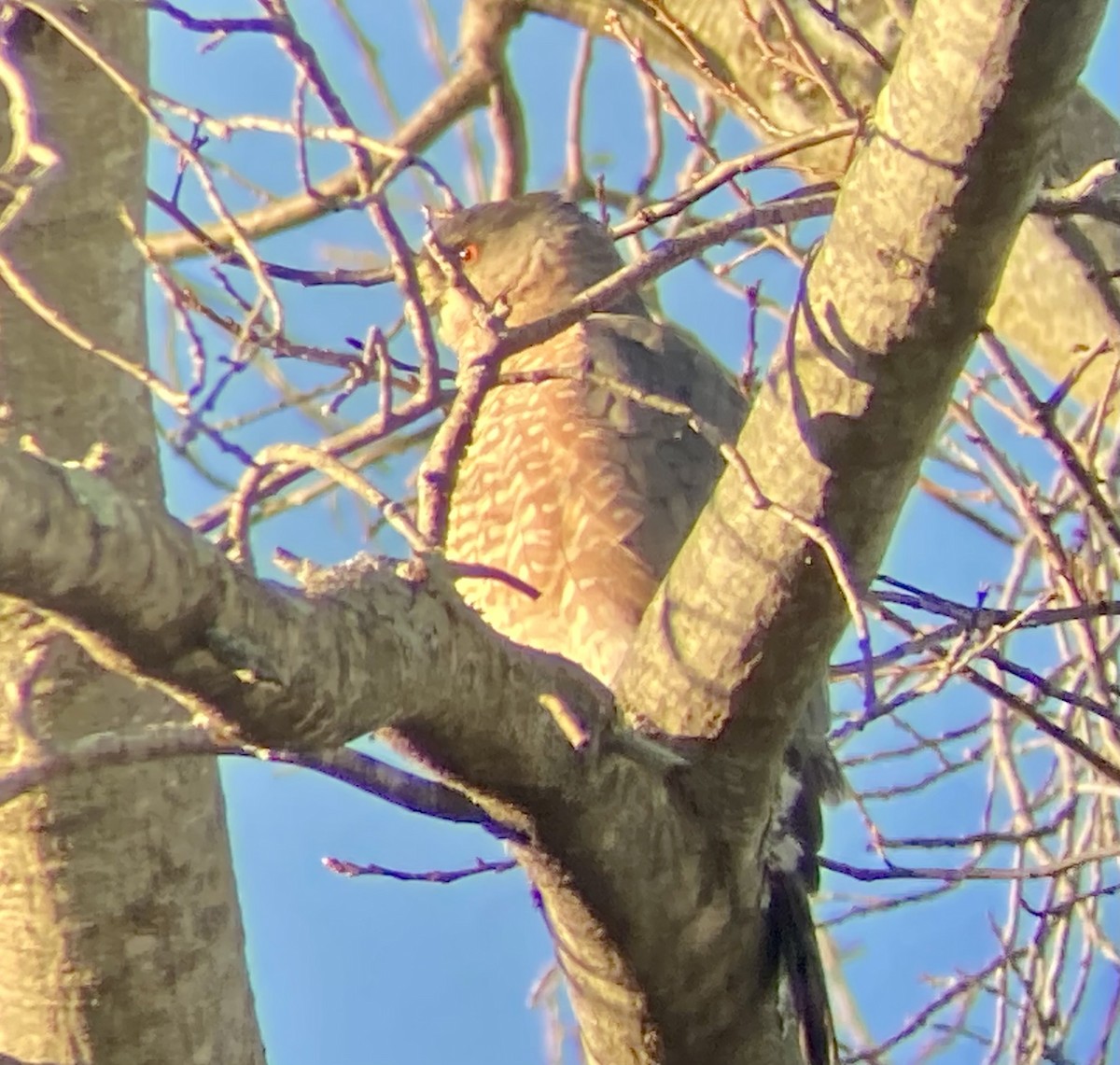 Cooper's Hawk - ML647124680