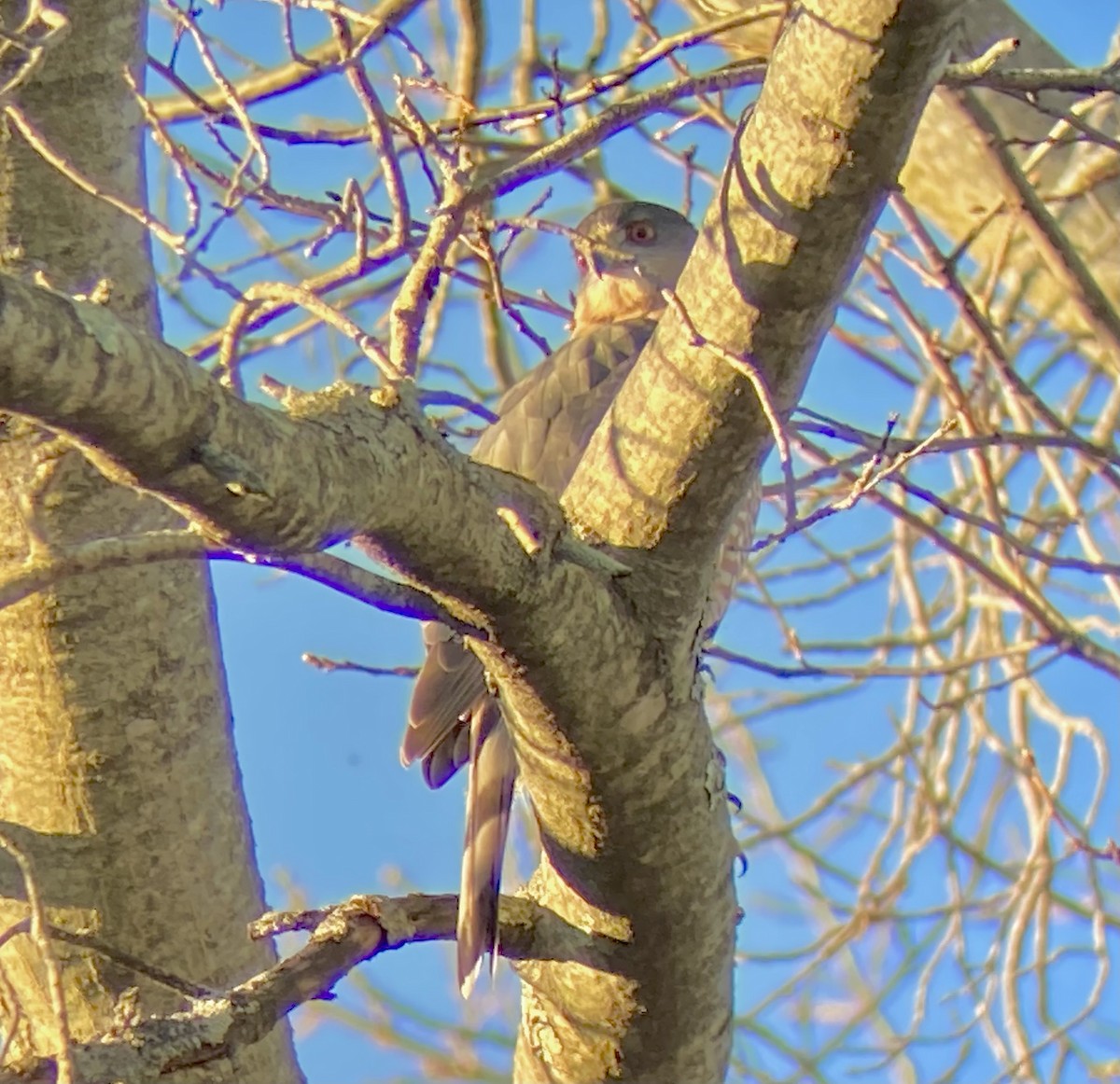 Cooper's Hawk - ML647124681