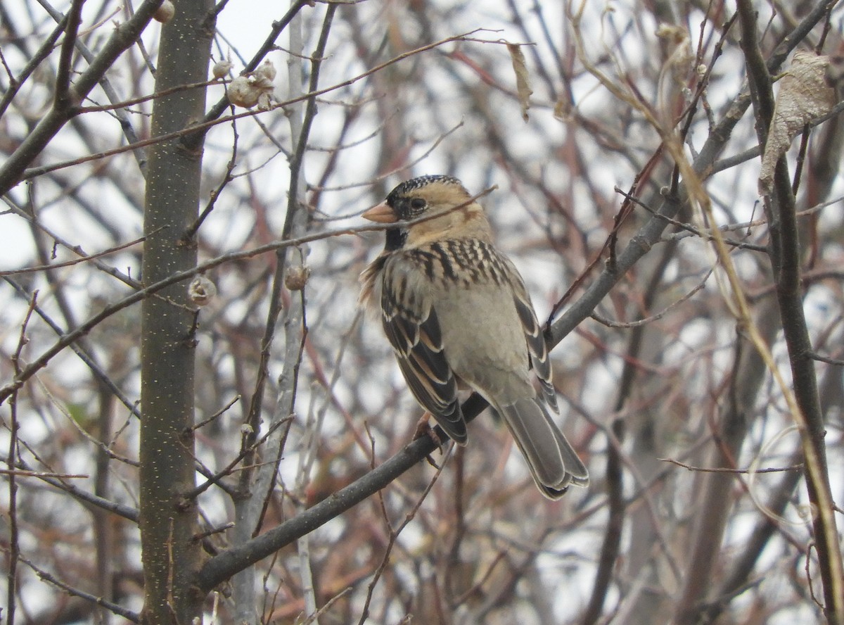 Harris Serçesi - ML647124682