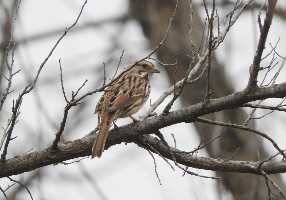 Ötücü Serçe - ML647124690