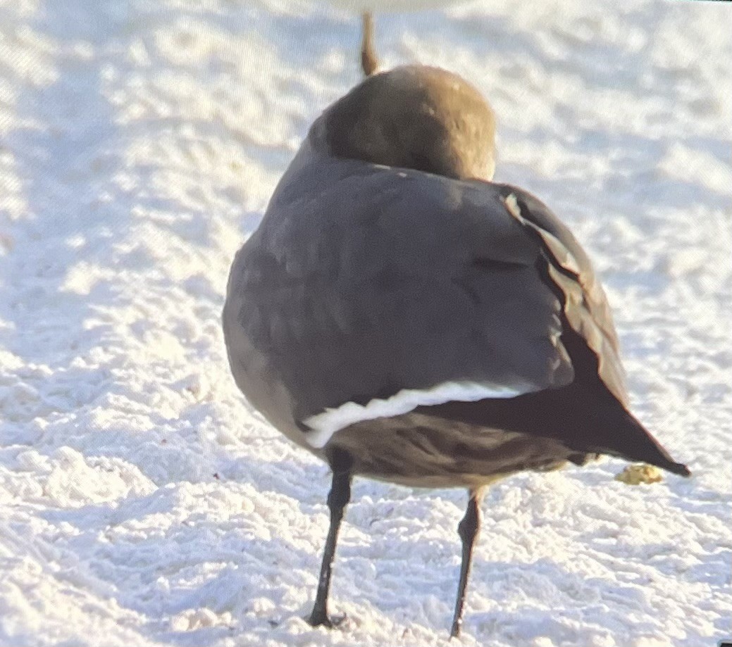 racek tmavý - ML647124711