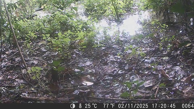 Синий соловей - ML647124720