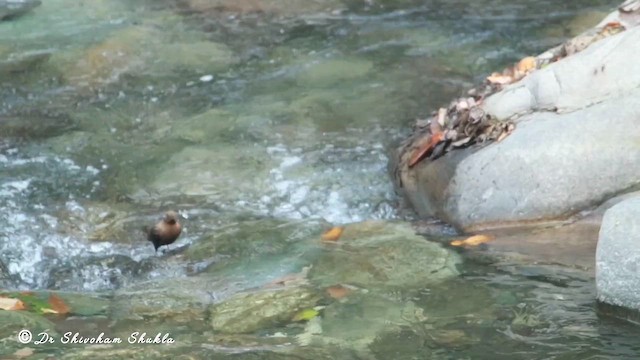 Бурая оляпка - ML647124729