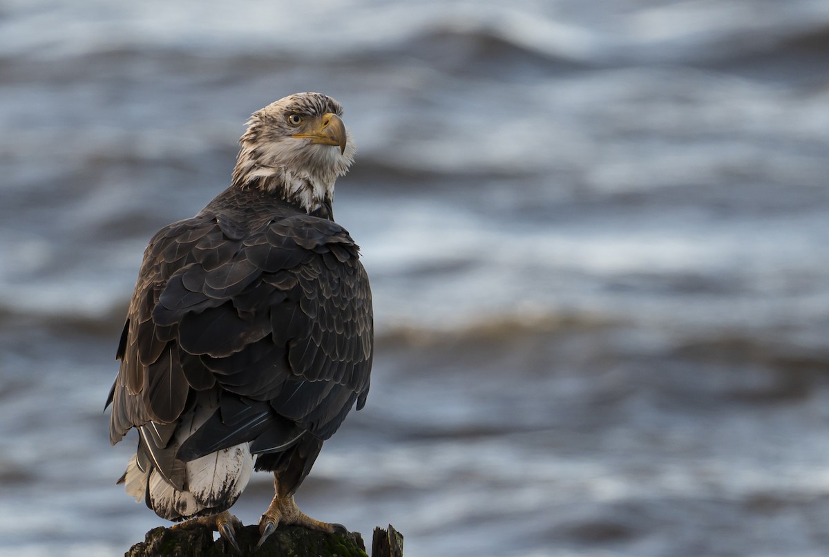 Bald Eagle - ML647124731