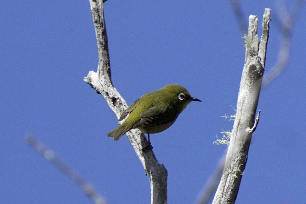 Warbling White-eye - ML647124751
