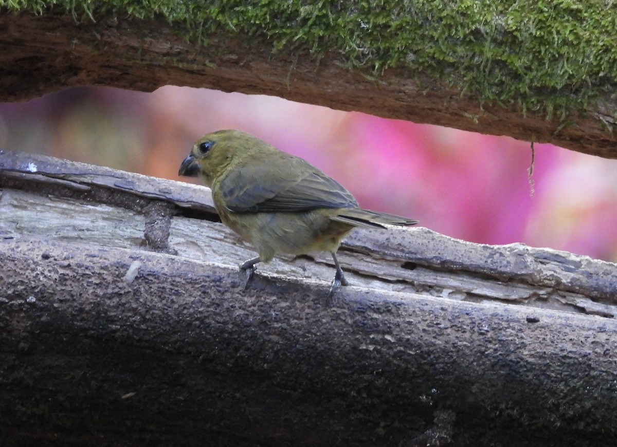 Чёрный просяночник - ML647124753