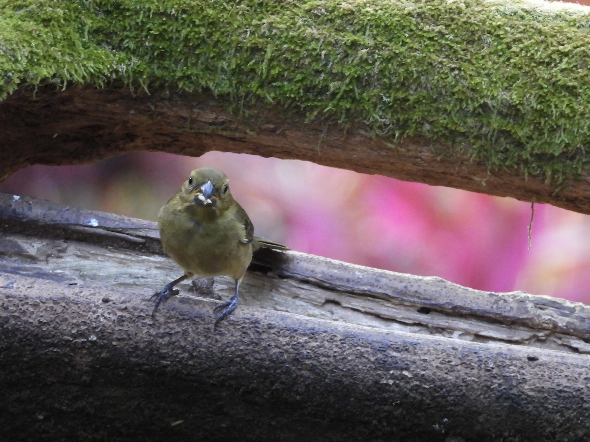 Чёрный просяночник - ML647124754