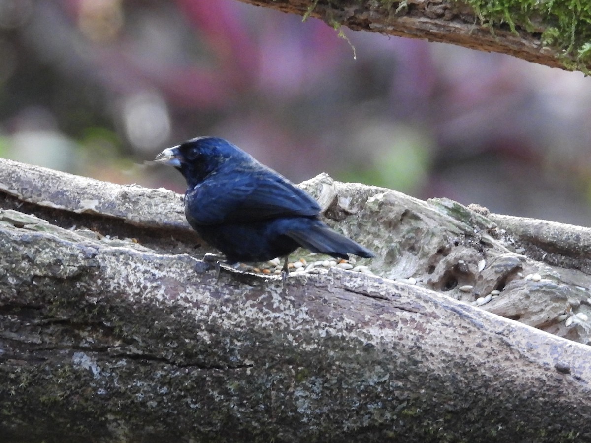 シコンヒワ - ML647124755