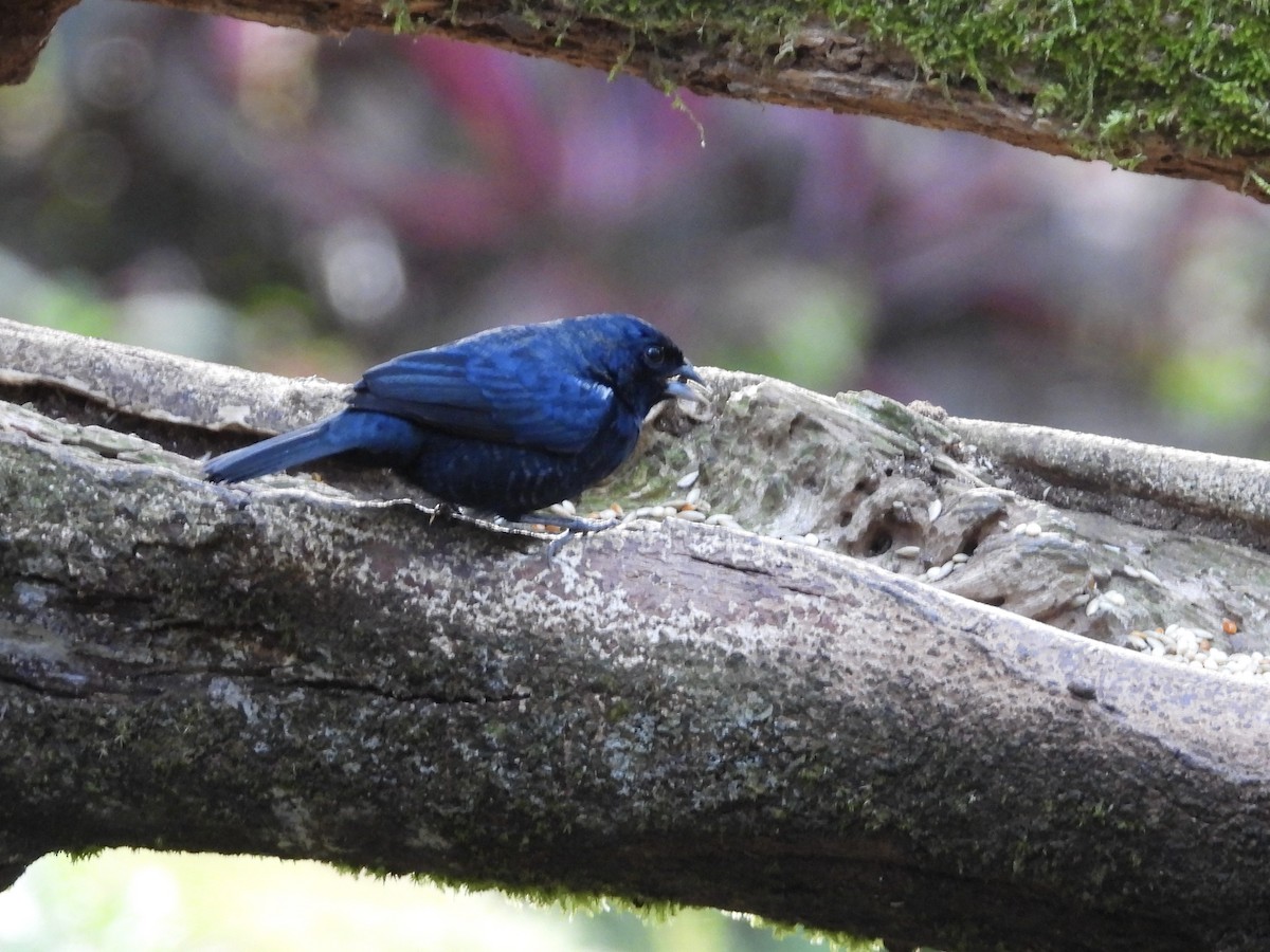 シコンヒワ - ML647124756