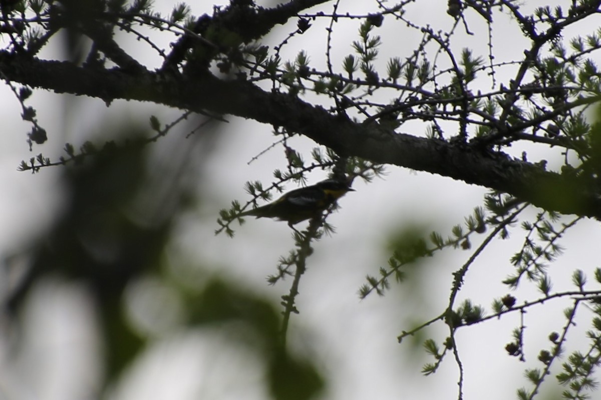 Manolya Ötleğeni - ML647124764