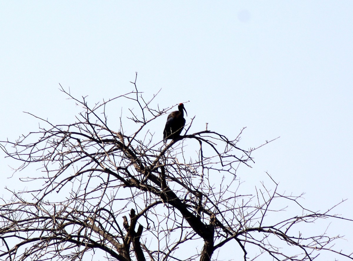 Red-naped Ibis - ML647124770