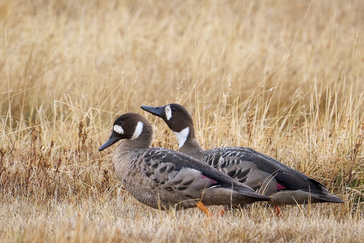 Spectacled Duck - ML647124771